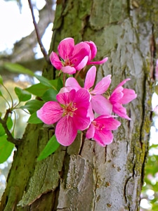 Blooms pink crab apple photo