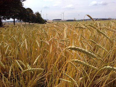 Spelt cornfield organic grains