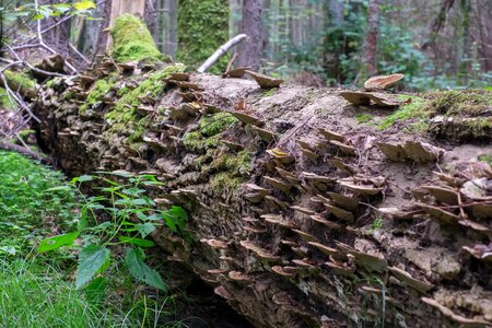 Wood hub forest białowieża