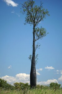 Australia unique plant photo