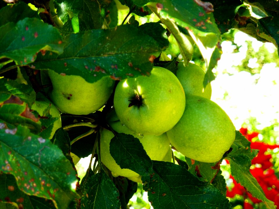 Fruit pome fruit green apple