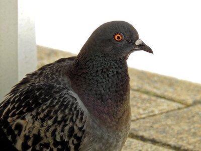 Bird animal nature