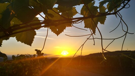 Vineyard leaf wake up