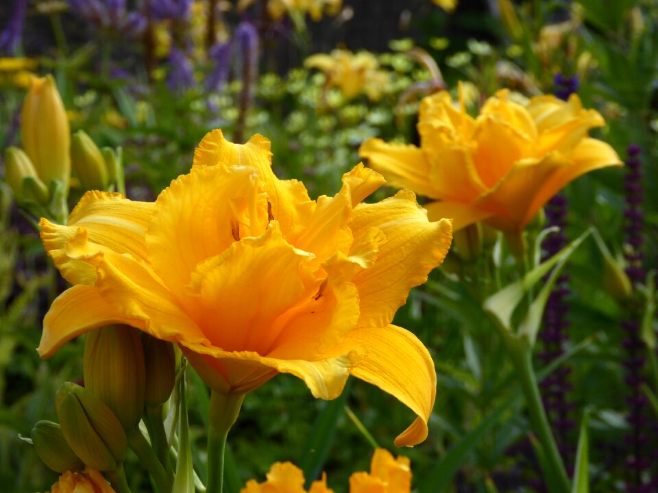 Close up flowers botany