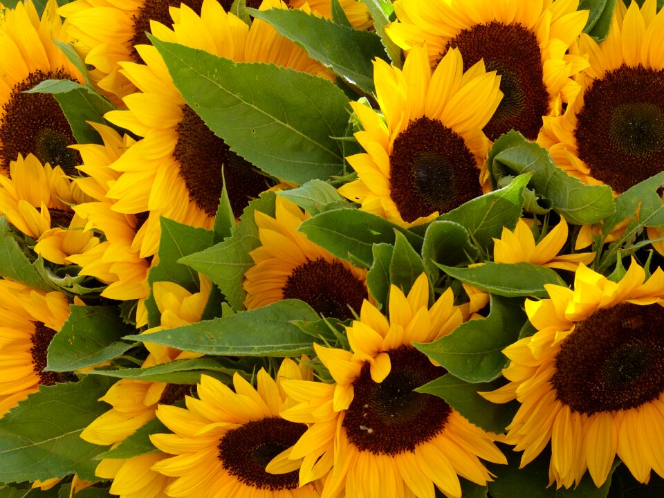 Yellow nature blossom