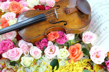 Violin rose music photo