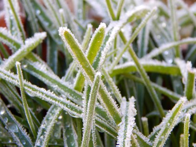 Frost frost on grass photo