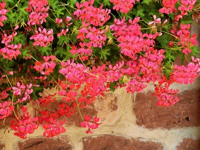Nature plant pink