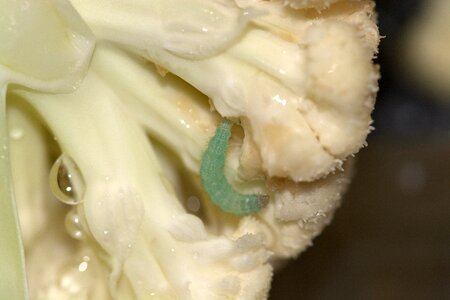 Caterpillar insect animal world