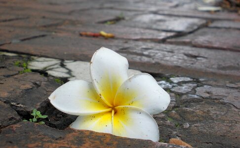Frangipani tropical kalachuchi