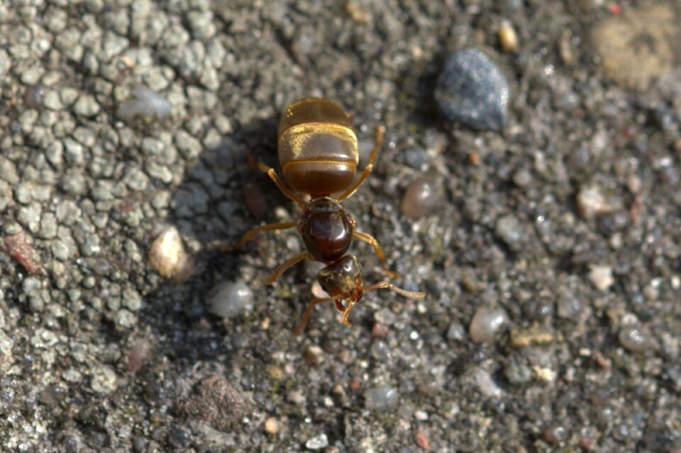 Macro nature animal