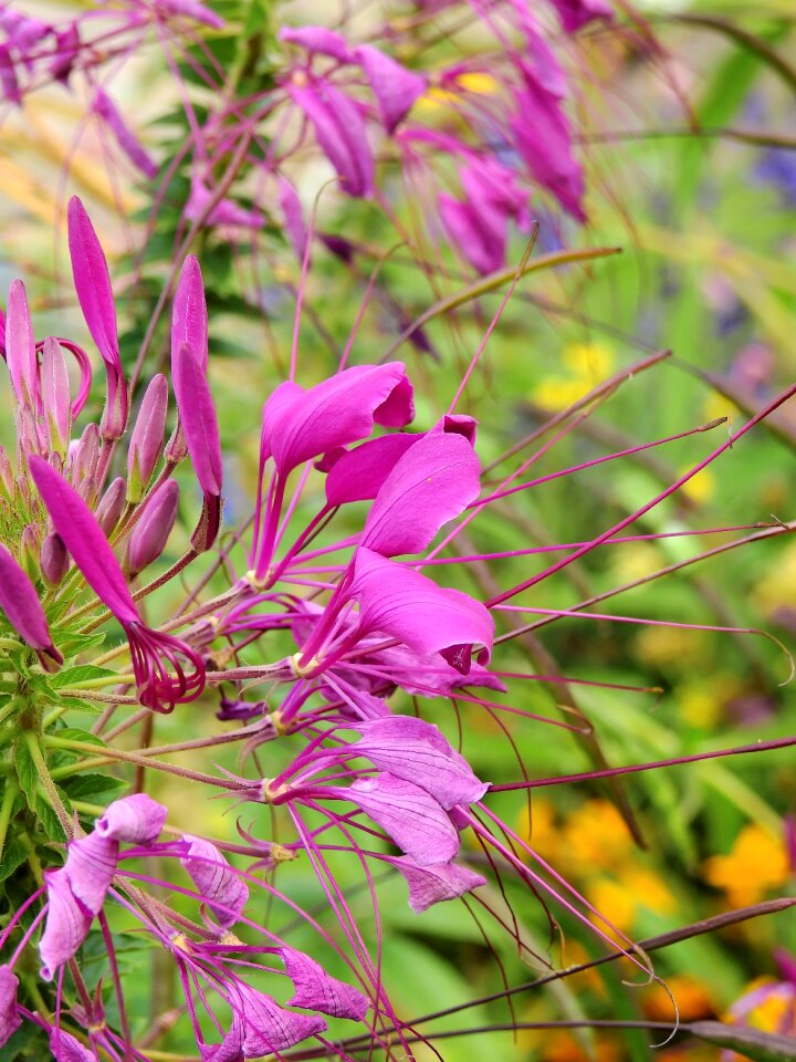 Plant nature bloom