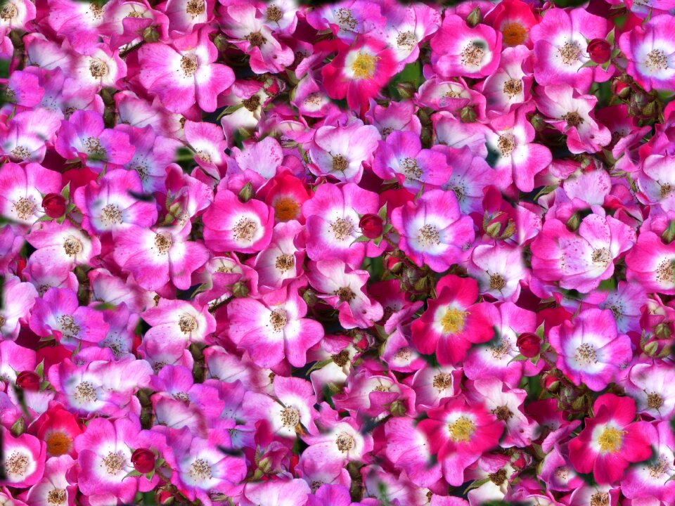 Ornamental garden colorful bed