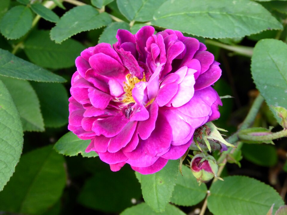 Pink blossom bloom