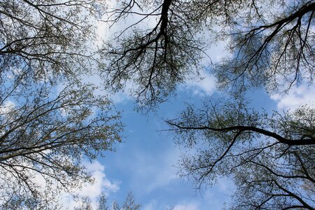 Tree sky branch photo