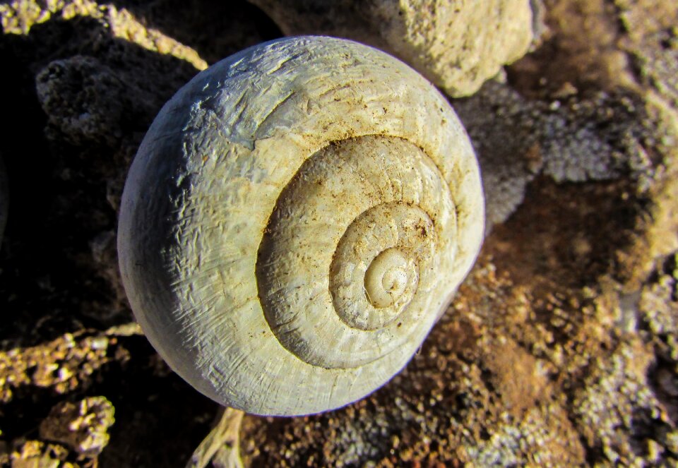Animal spiral helix