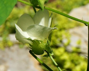 Blossom bloom plant
