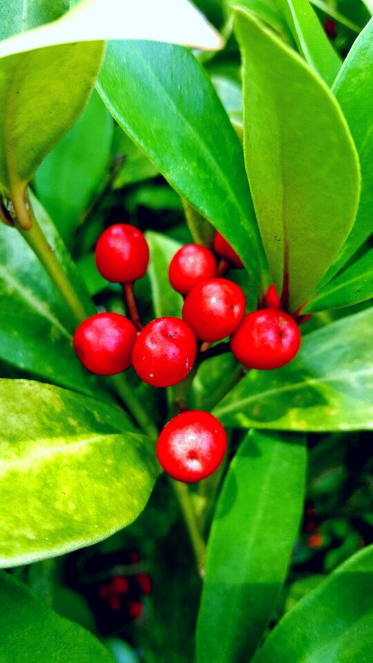 Natural red fruit season