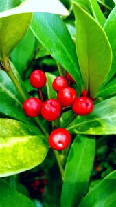 Natural red fruit season