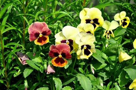 Plants dacha yellow flowers