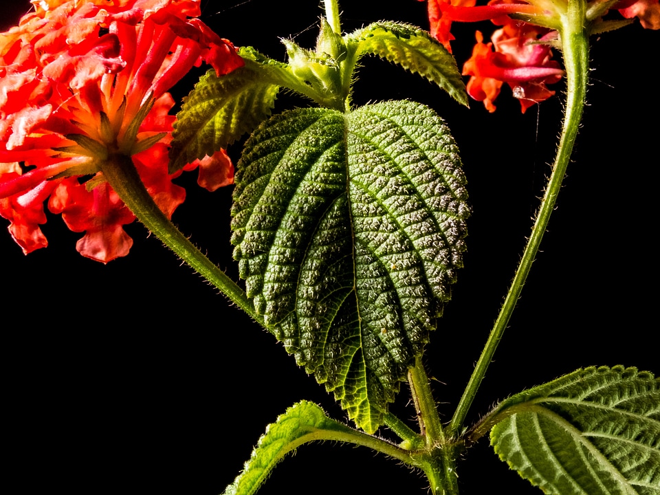 Blossom bloom red