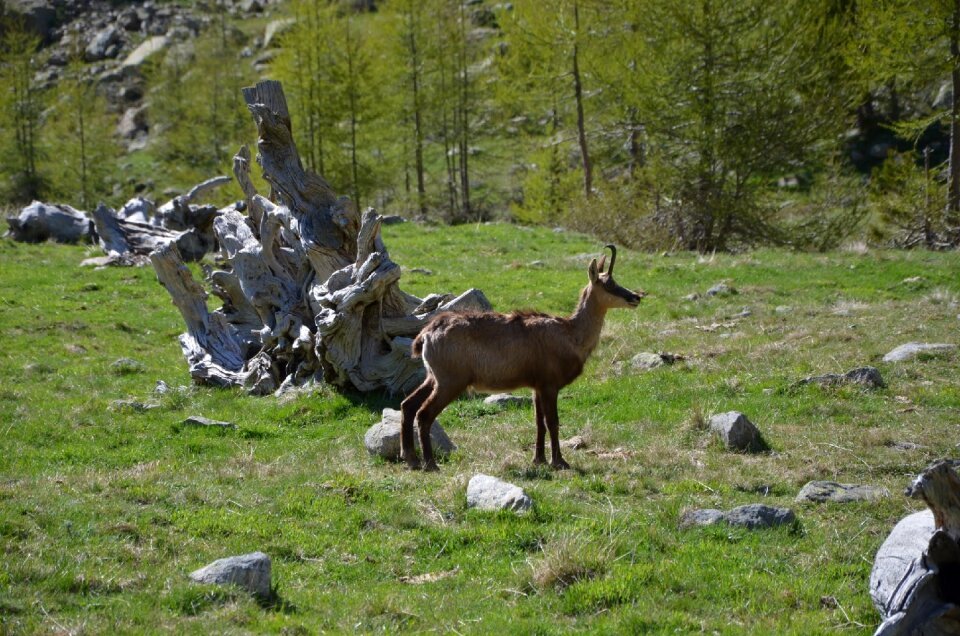 Animals mountain alps