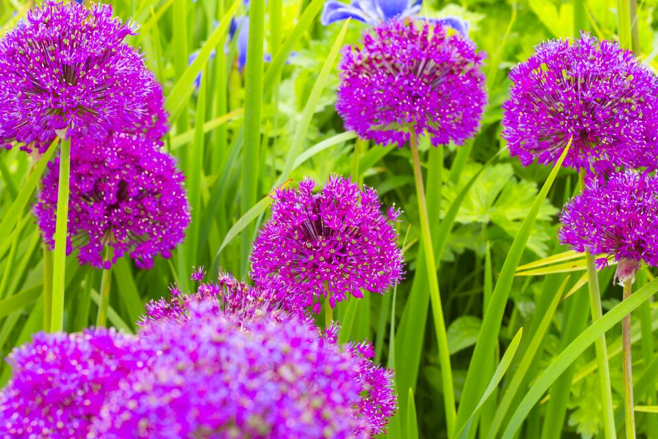England wildflower flora