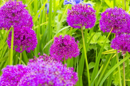 England wildflower flora