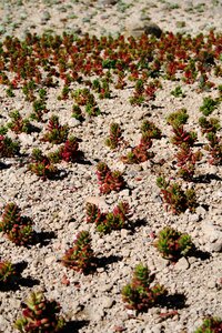 Plant desert desert plant