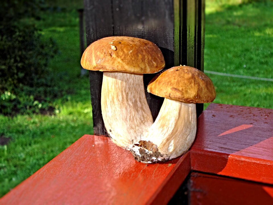 Mushrooms plant autumn