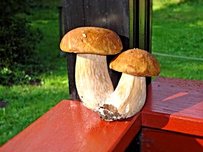 Mushrooms plant autumn
