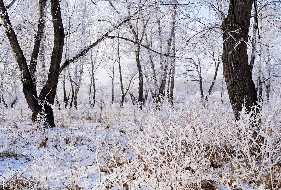 Nature trees forest