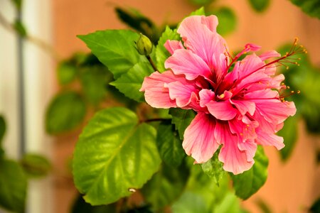 Garden summer hibiscus