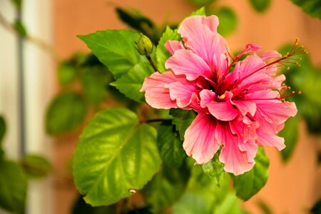 Garden summer hibiscus photo