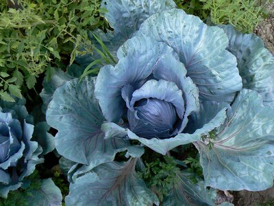Herbaceous vegetable food
