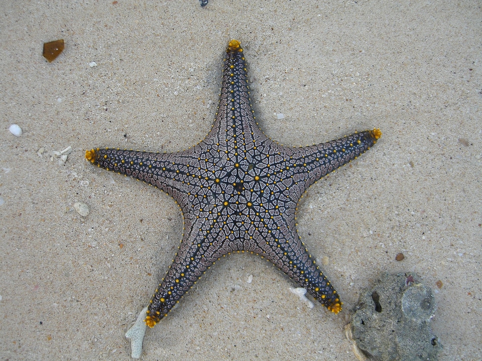 Marine life public record tropics