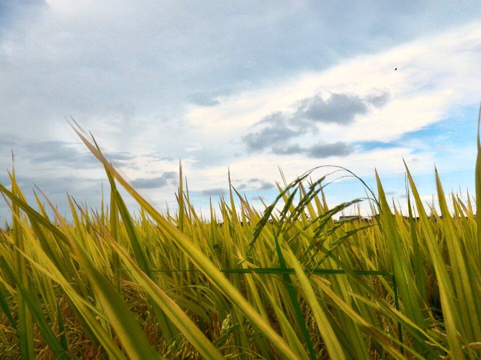 Rice farm malaysia