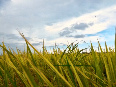 Rice farm malaysia photo