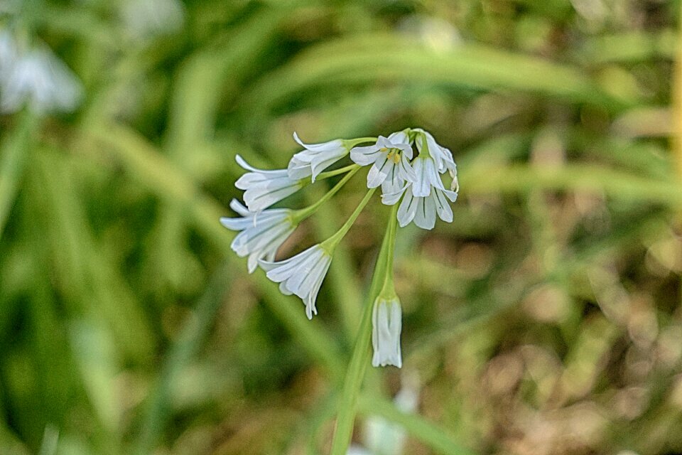 Botany flora flowering
