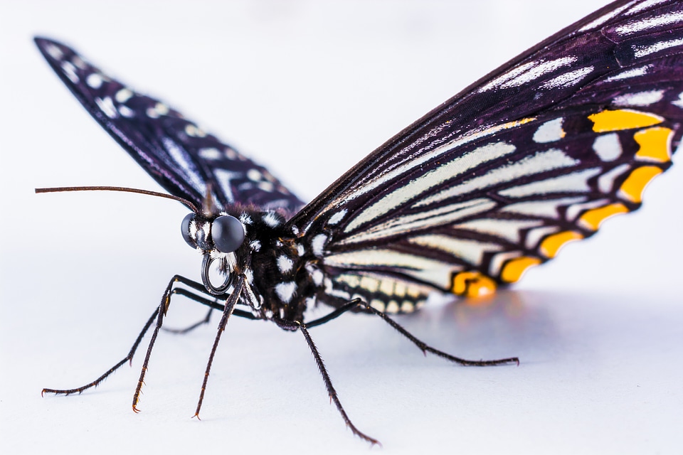 Butterfly insect Free photos