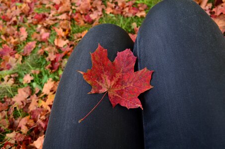 Maple leaf red photo