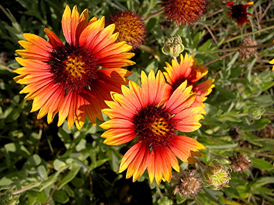 Floral nature summer