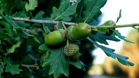 Outdoor forest oak