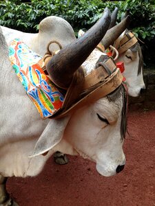 Cart horn livestock