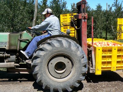 Harvest tractor fruit