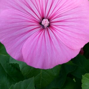 Garden vegetable garden pink flower