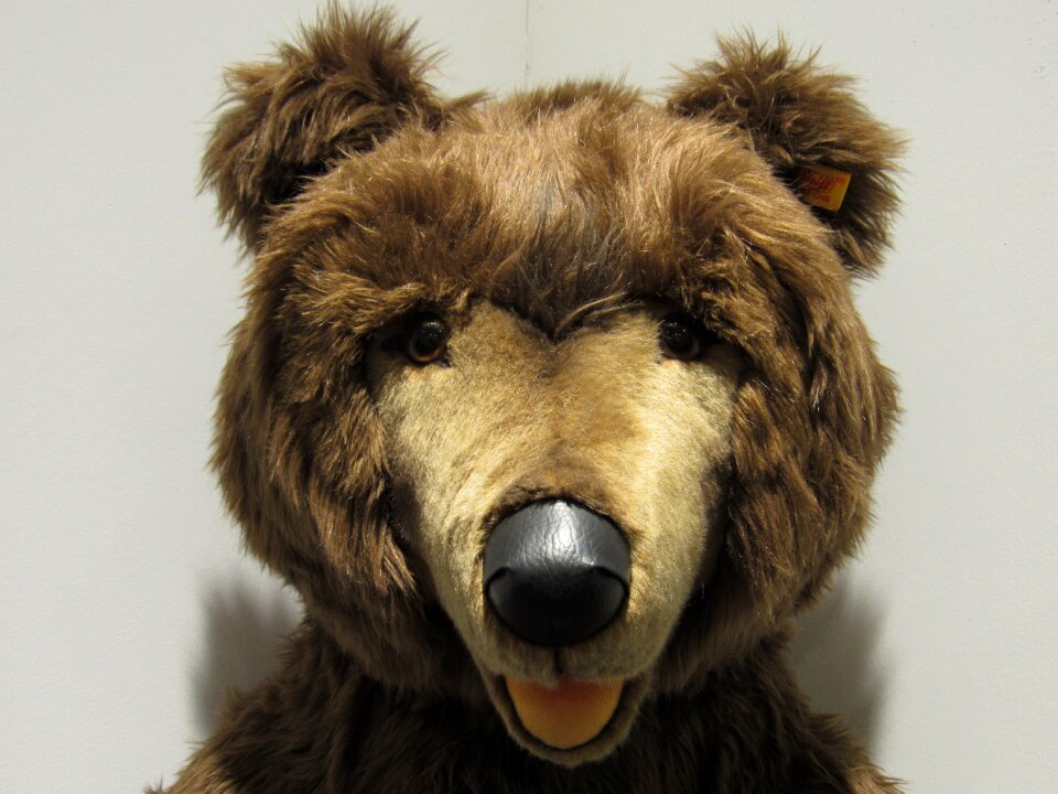 Bear teddy tenderness