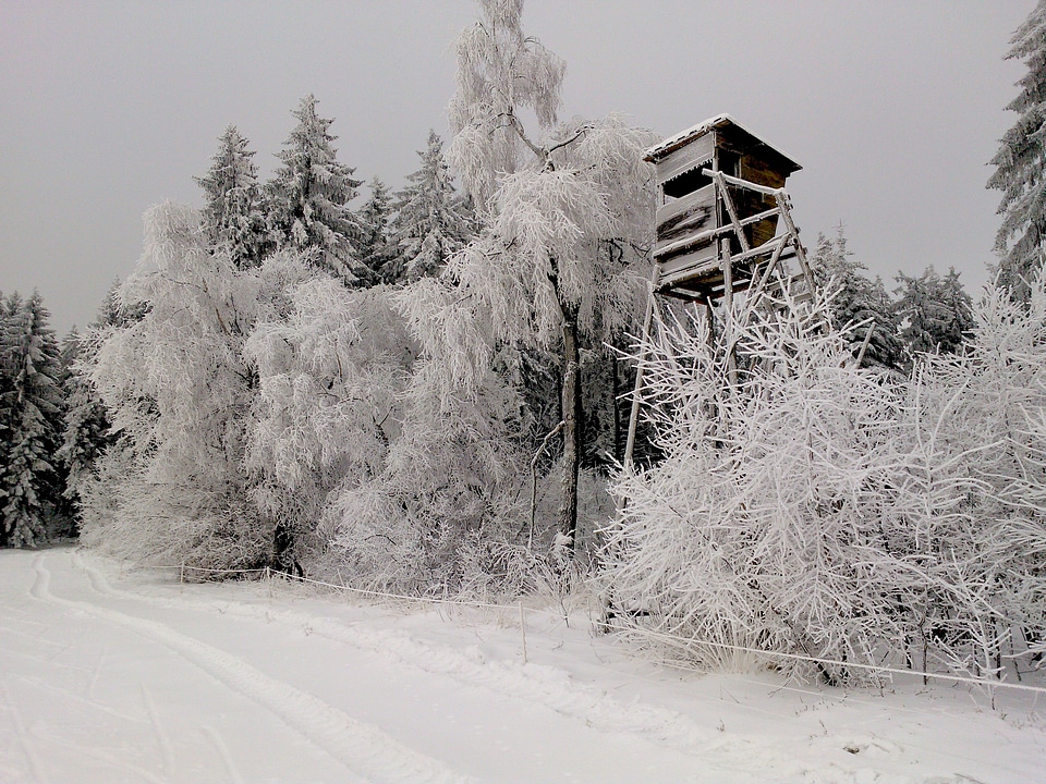 Snow forest white nature