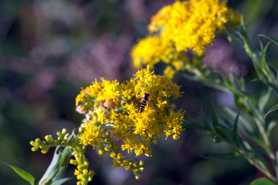 Yellow and black herb plant