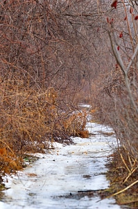 Ice nature trail photo